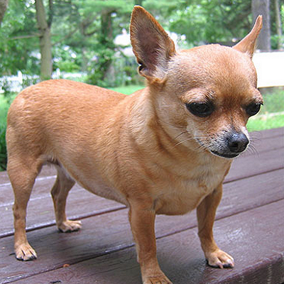 Tamanho dos Cachorros Chihuahua