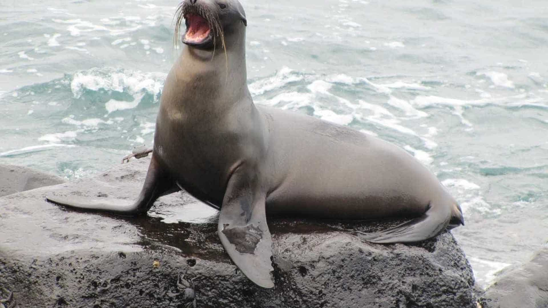 Tamanho e Peso do Lobo Marinho