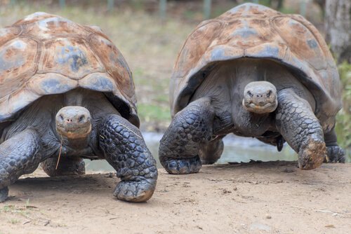 Tartarugas Endêmicas: Características e Fotos