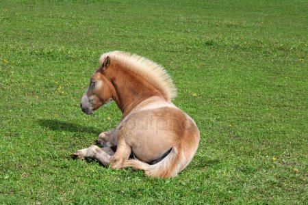 Tempo de Vida do Cavalo Finlandês