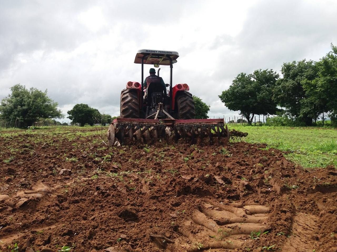 Terra para Plantio de Framboesa