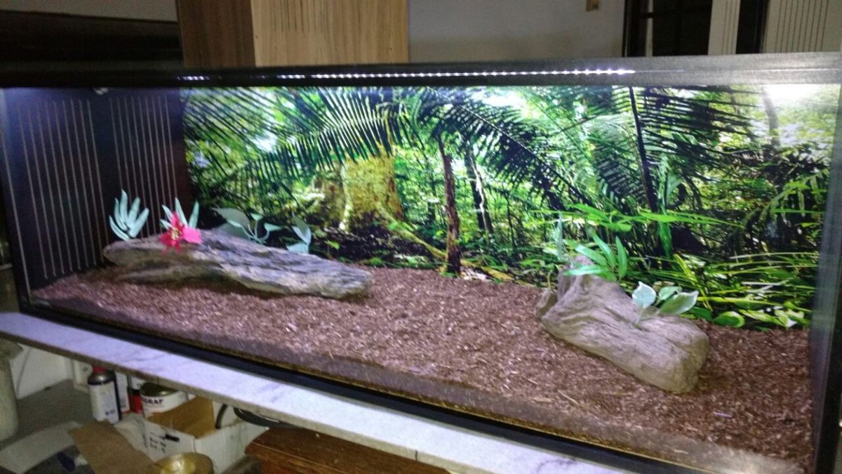 Terrário para Jibóias