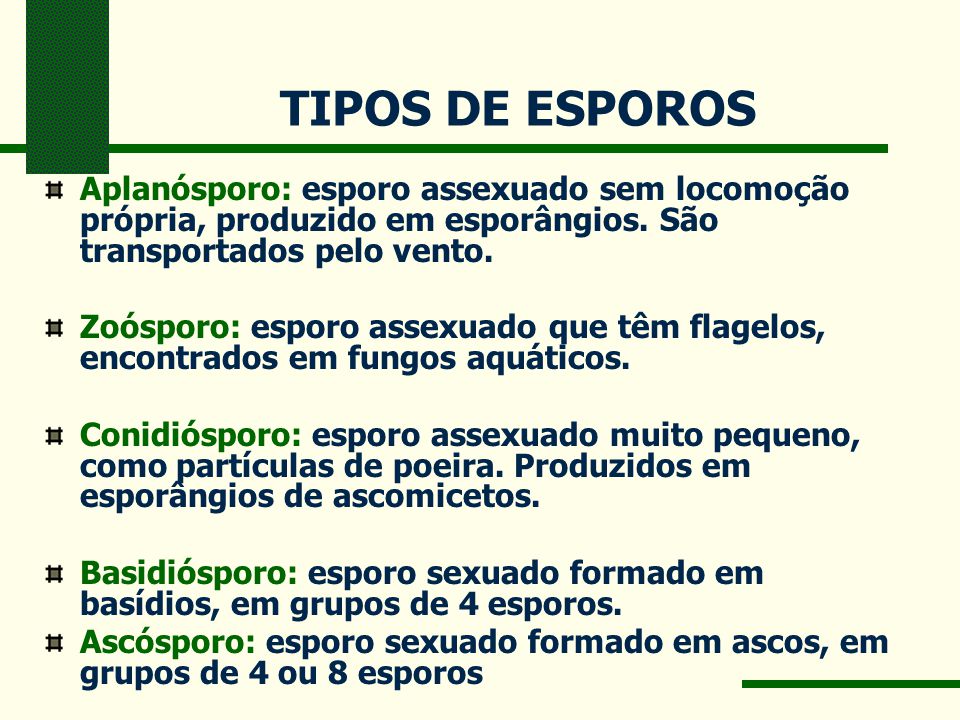 Tipos De Esporos 