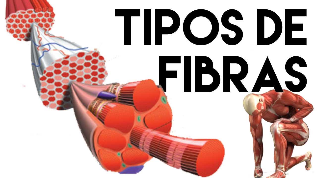 Tipos de Fibras