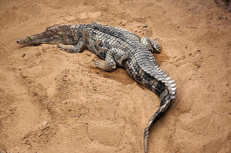 Tomistoma Schelegelii