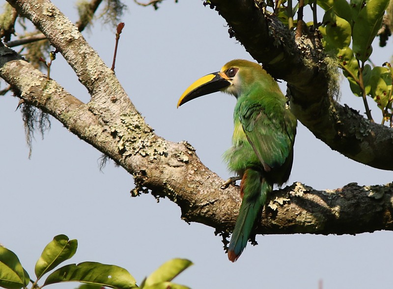 Toucanet de Wagler