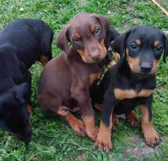 Três Filhotes de Doberman