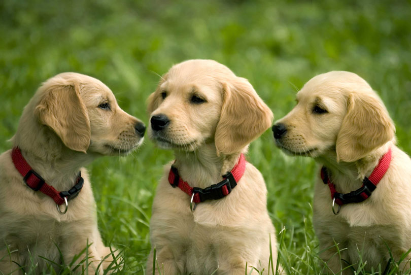 Três Golden Retriever