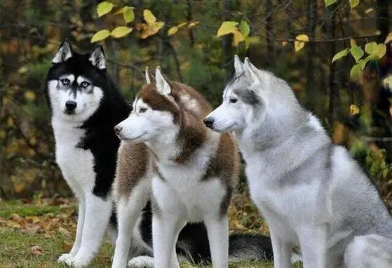Três Husky Siberiano 