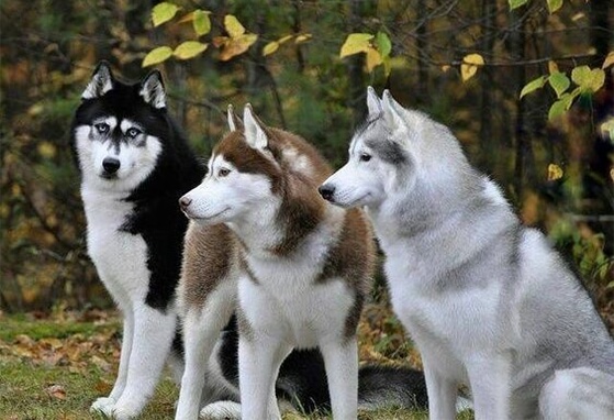 Três Husky Siberiano 