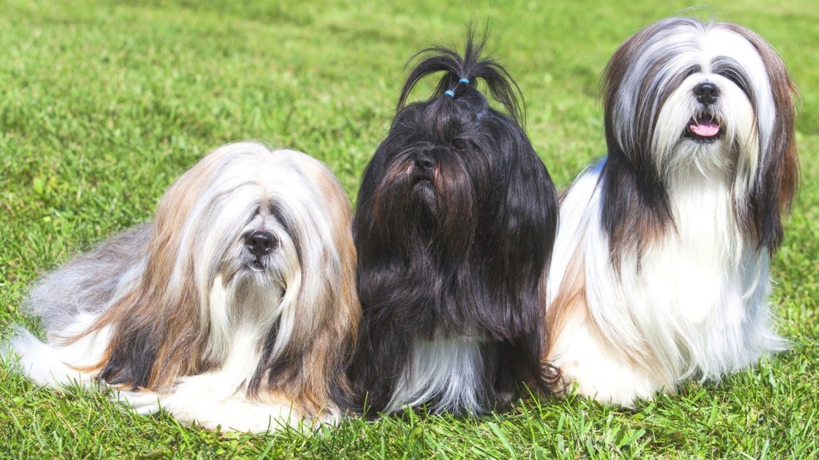 Três Lhasa Apso