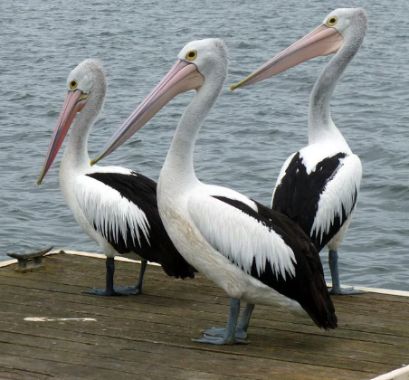 Três Pelicanos