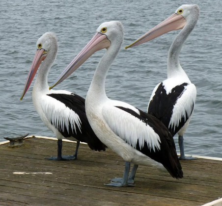 Três Pelicanos 