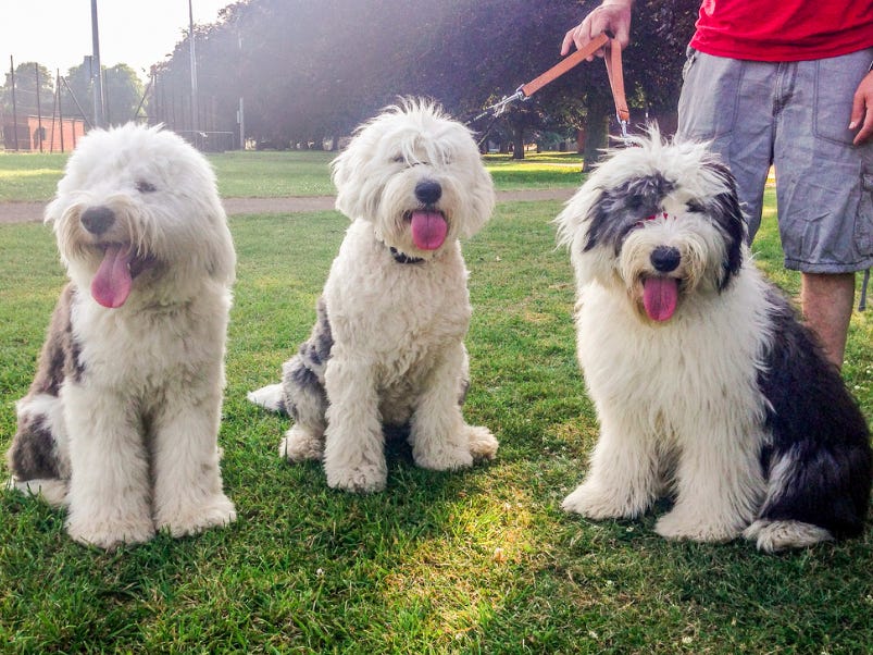 Três Sheepdog Com o Dono 