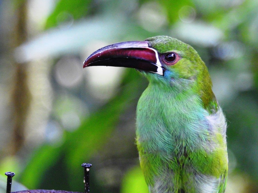 Tucaninho-Verde: Características, Nome Cientifico e Fotos