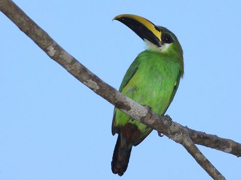 Tucaninho-Verde no Galho 