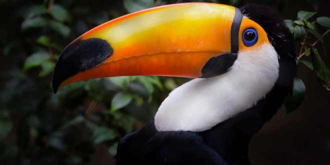 Ciclo de Vida do Tucano: Quantos Anos Eles Vivem? | Mundo Ecologia