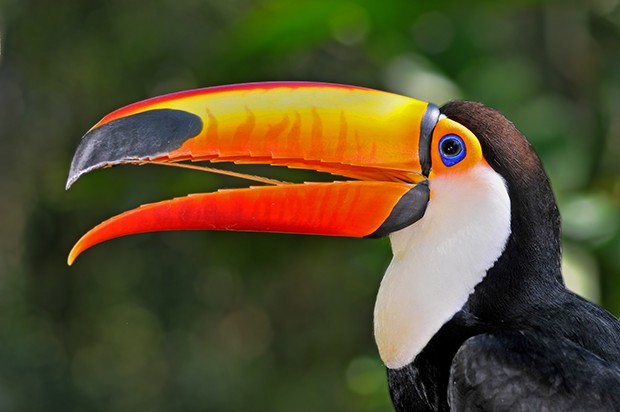 Tucano 