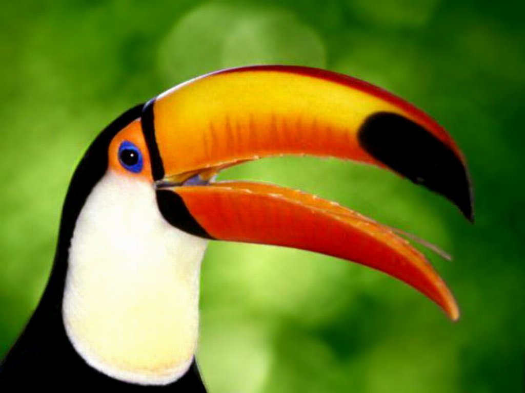 Tucano Com o Bico Aberto