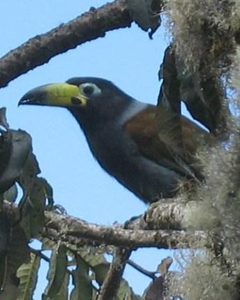 Tucano Da Montanha Com Capuz no Ninho