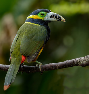 Tucano-De-Bico-Pintado