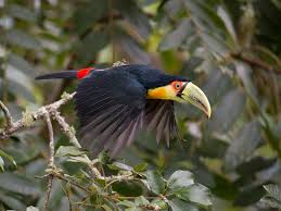 Tucano-De-Bico-Verde Voando