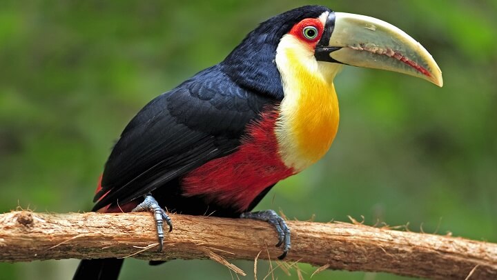 Tucano De Bico Verde