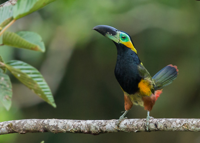 Tucano-De-Colar-Dourado