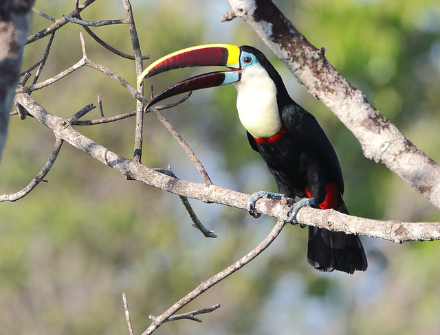 Tucano-De-Peito-Branco