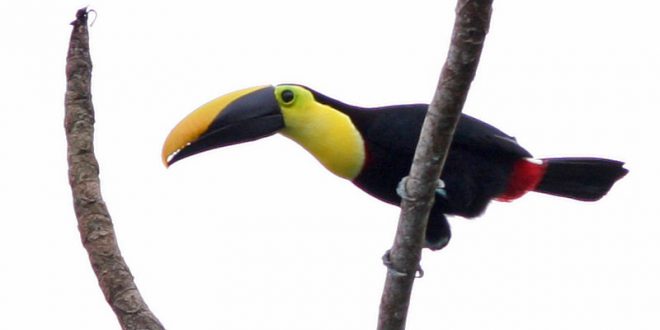 Tucano-De-Ponta-Castanha