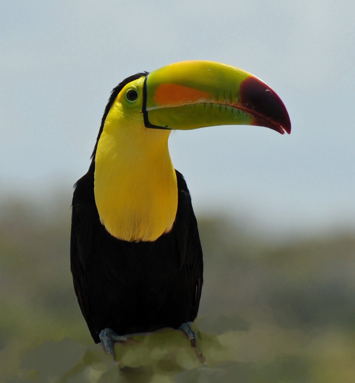 Tucano-De-Rum-Carmesim