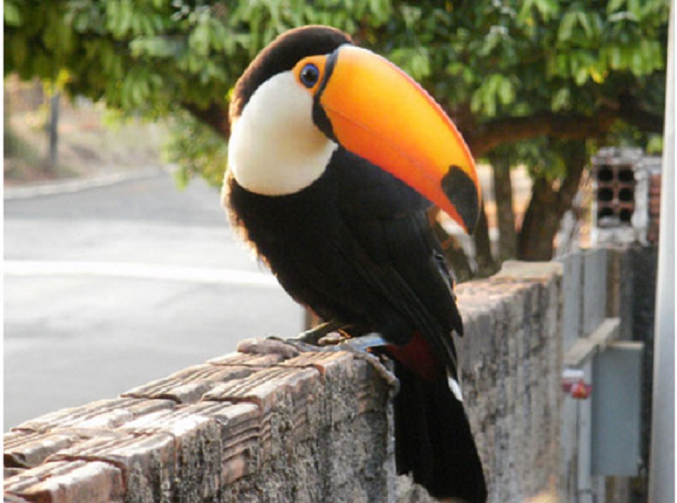 Tucano Em Cima do Muro