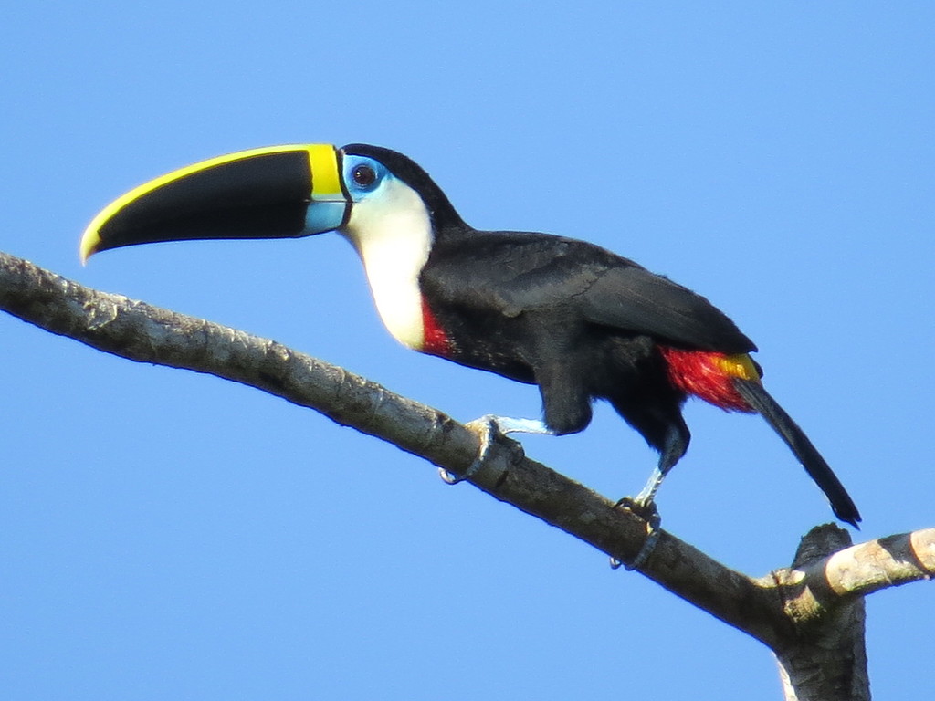 Tucano-Grande-de-Papo-Amarelo