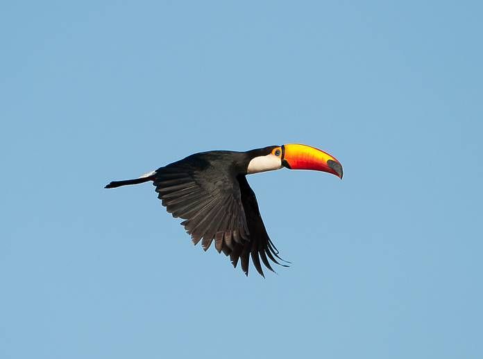 Tucano Voando 