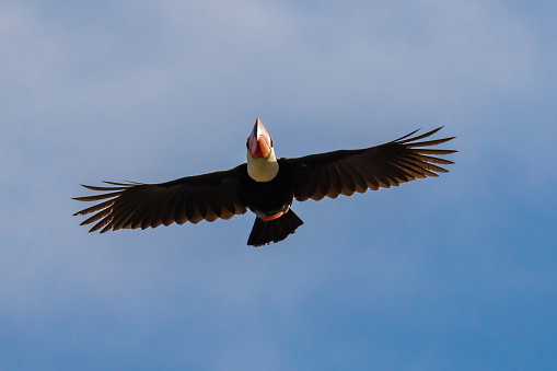 Tucano Voando 