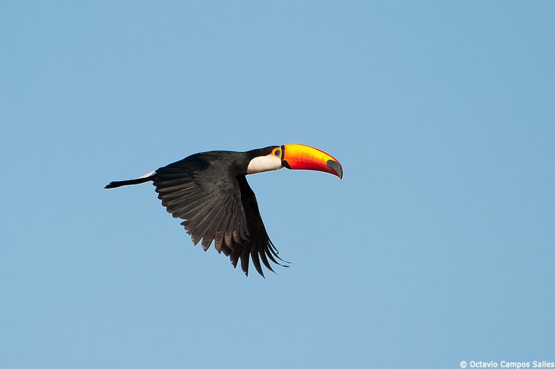 Tucano Voando 