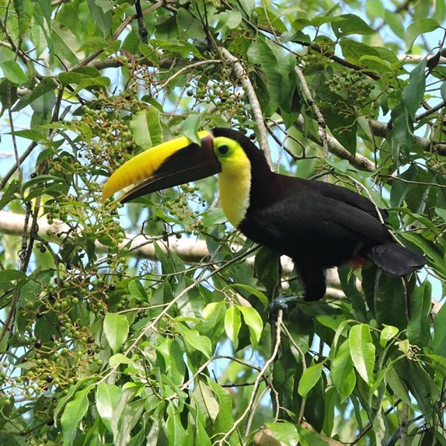 Tucano com Mandíbula Castanha Comendo Fruta