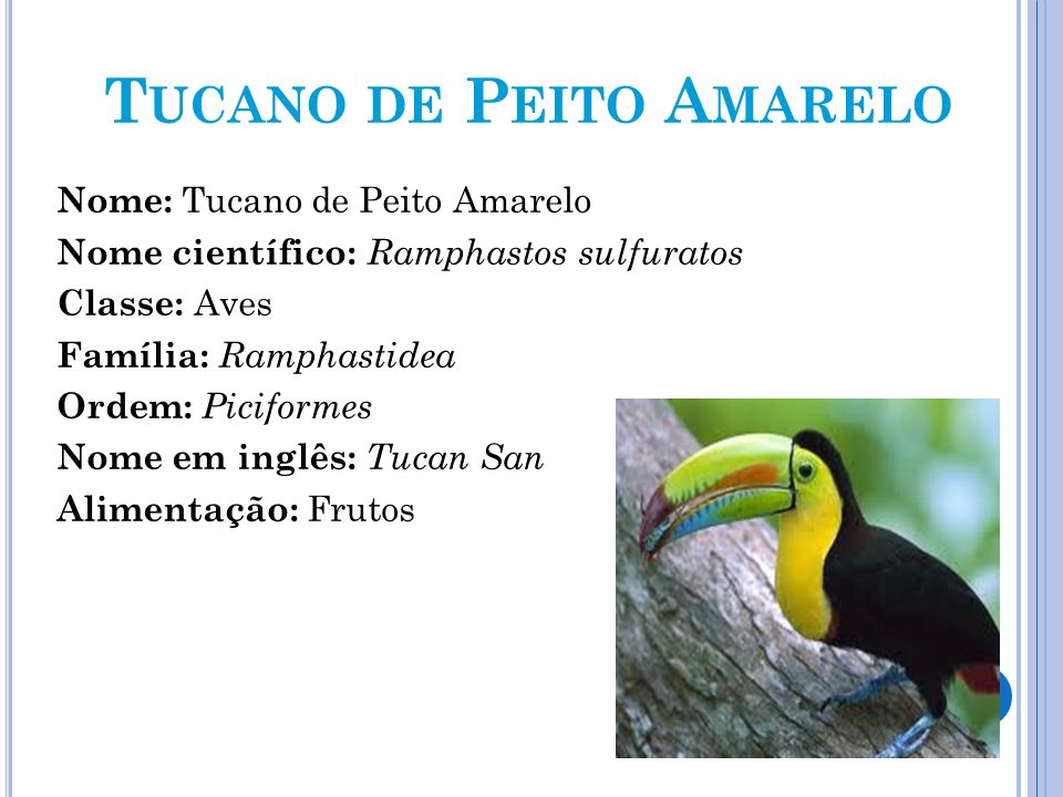 Tucano-de-Peito-Amarelo - Características 