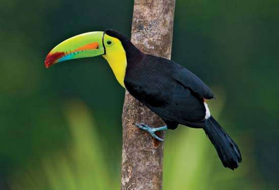 Tucano-de-Peito-Amarelo na Árvore