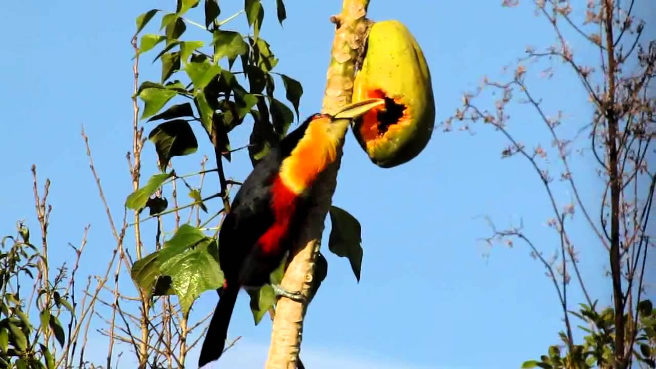 Tucano se Alimentando 