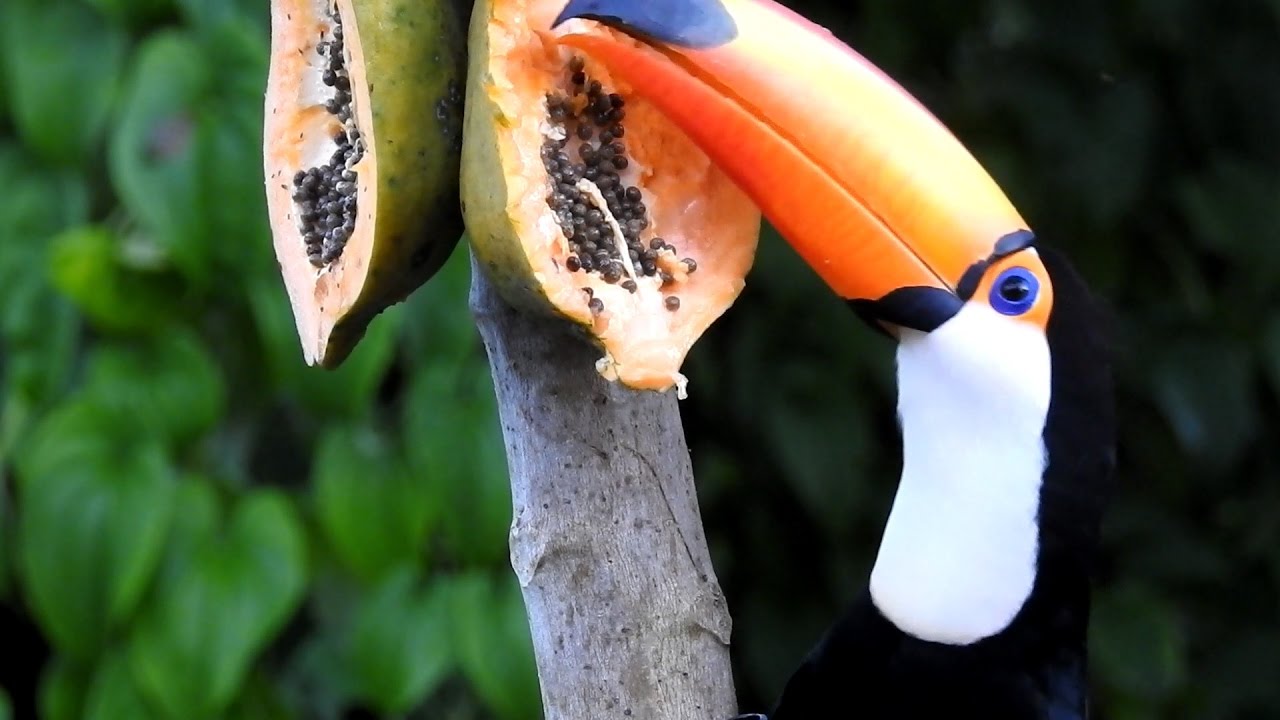 Tucano se Alimentando