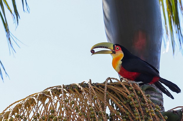 Tucano se Alimentando 