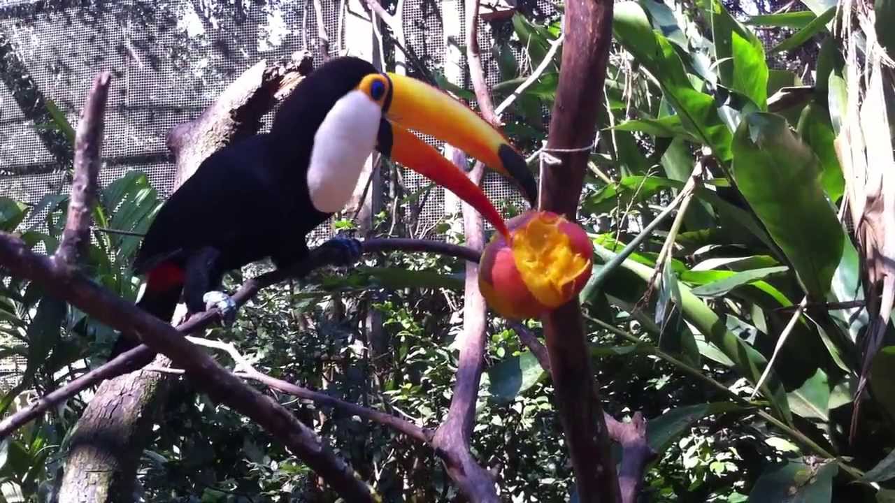 Tucano se Alimentando Com Manga