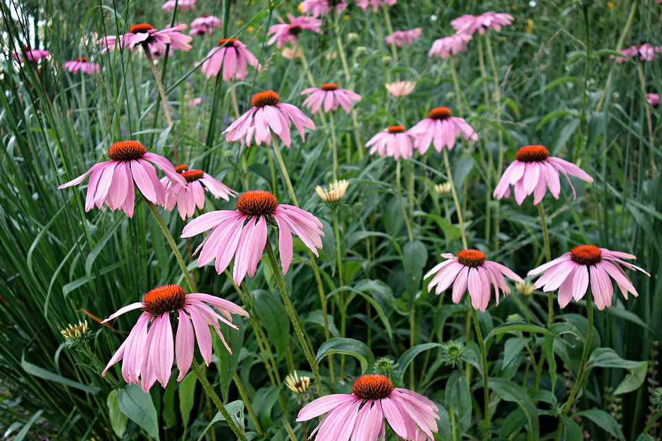 Tudo Sobre a Flor-de-Cone: Características, Nome Científico e Fotos