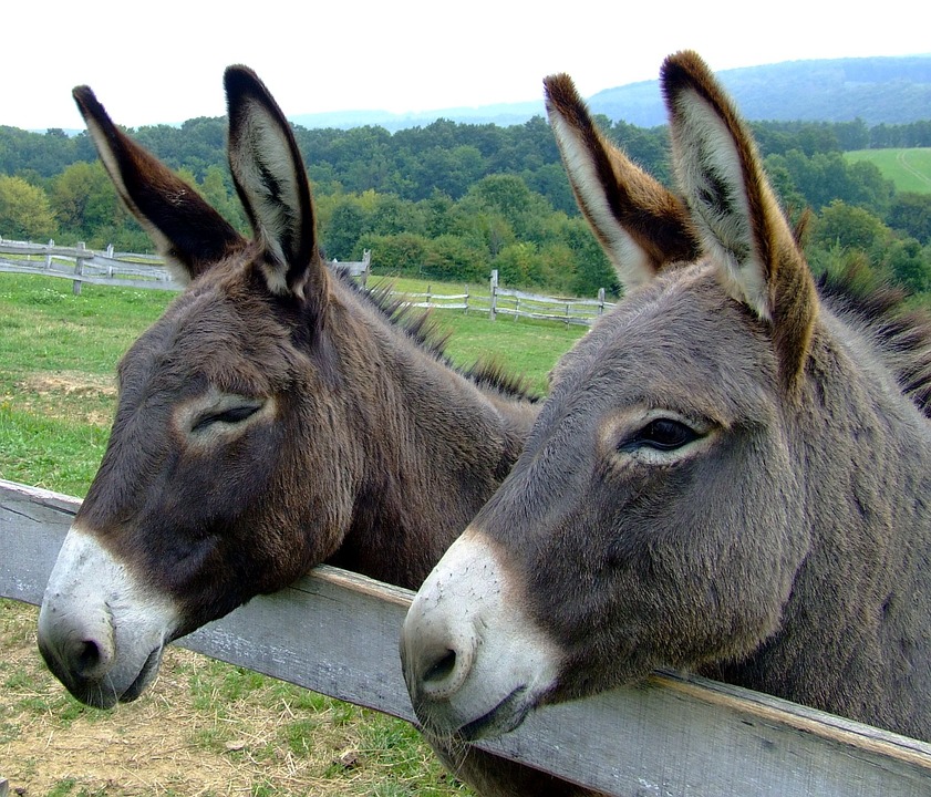 Utilidades do Burro da Hungria