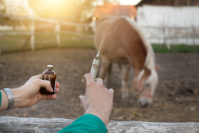Vacinação Para Cavalos