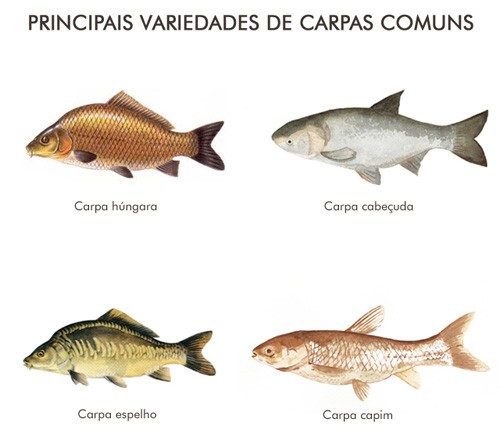 Variedades de Carpas Comuns