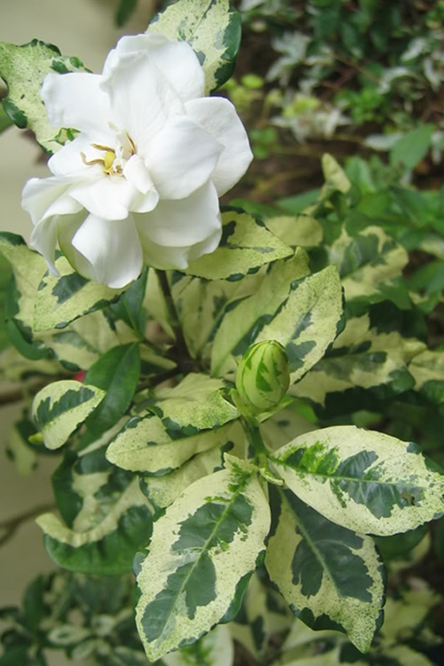 Variegata