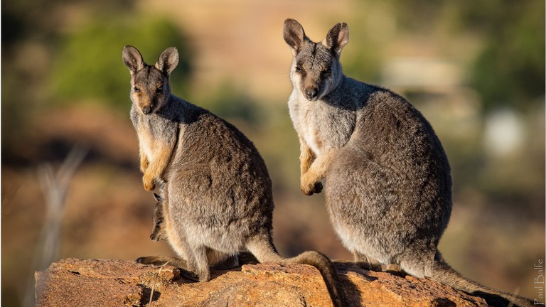 Wallabies