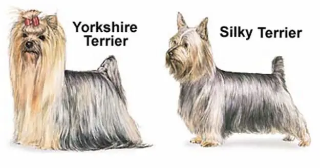 Yorkshire Terrier e Silky Terrier 